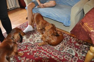 NADIM jamniki Kollapsar